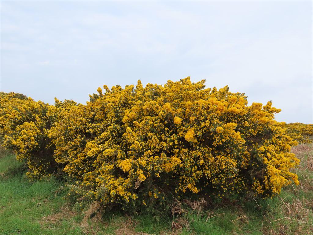 gorse