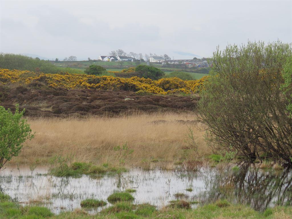 gorse&view