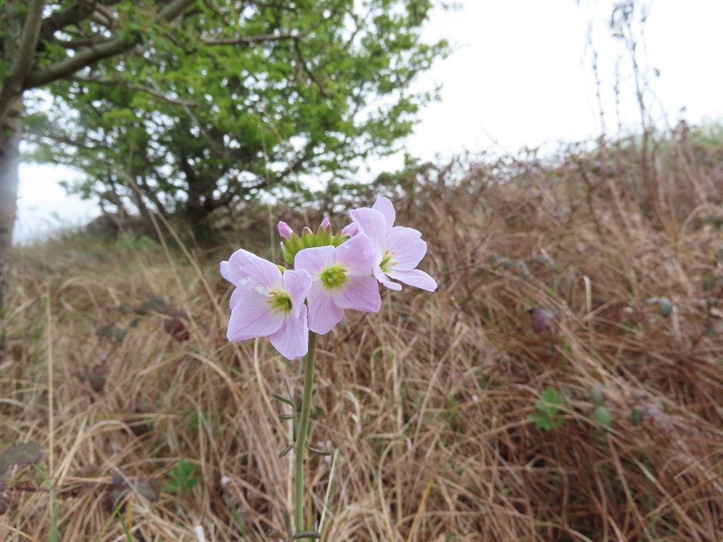 pinkflower