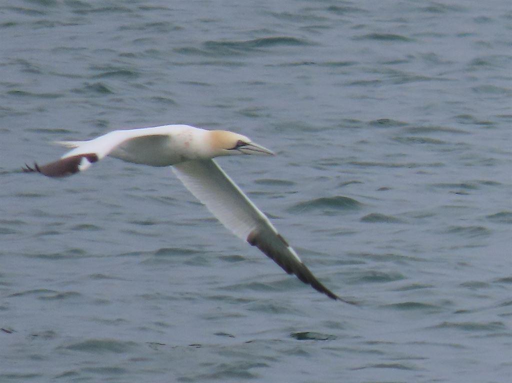 gannet2