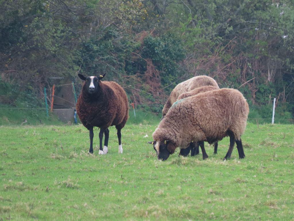 sheep2