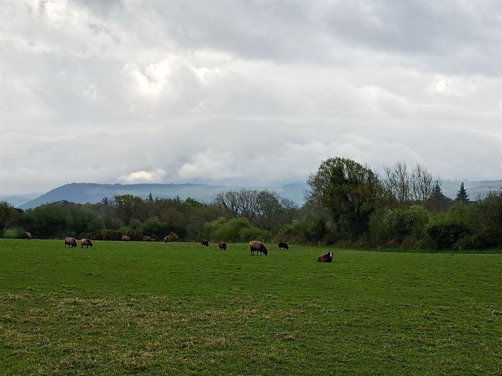 sheep1