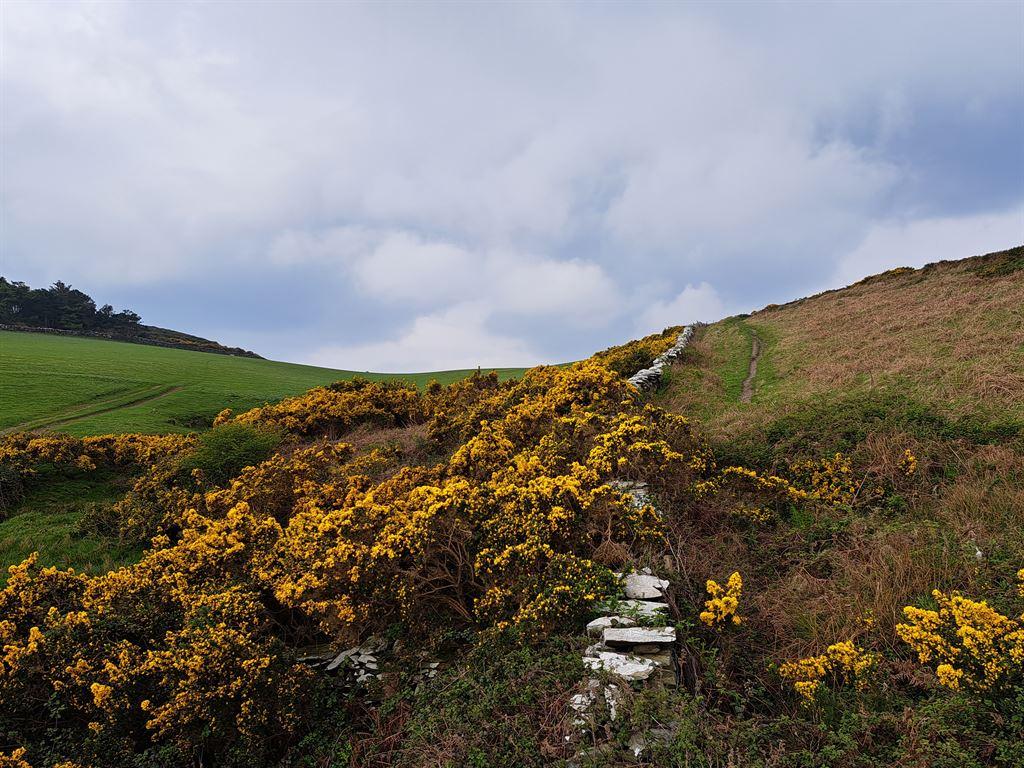 gorse