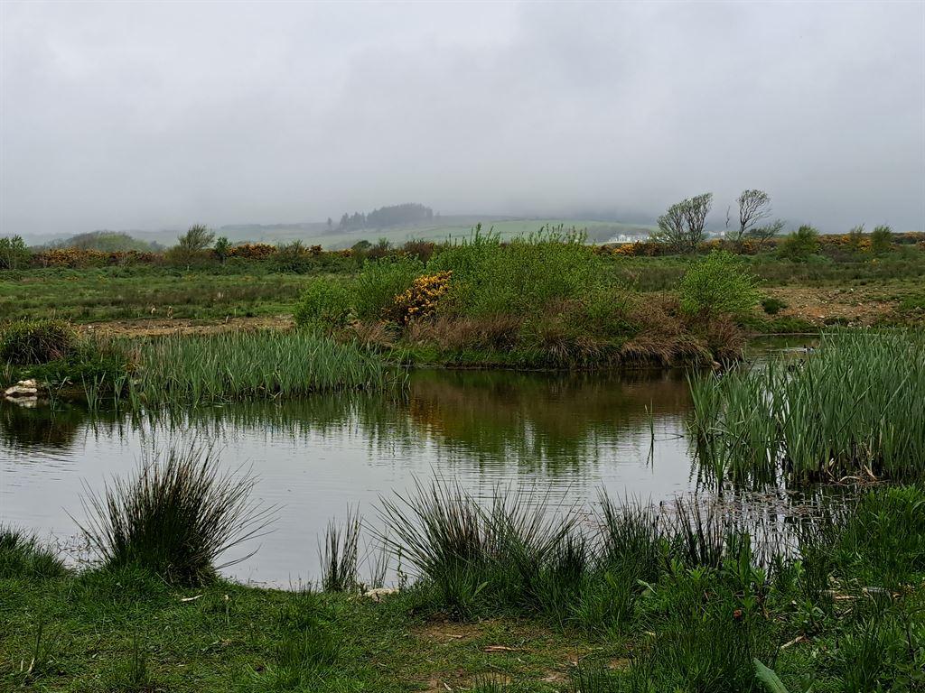 pond