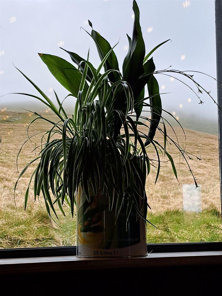 window