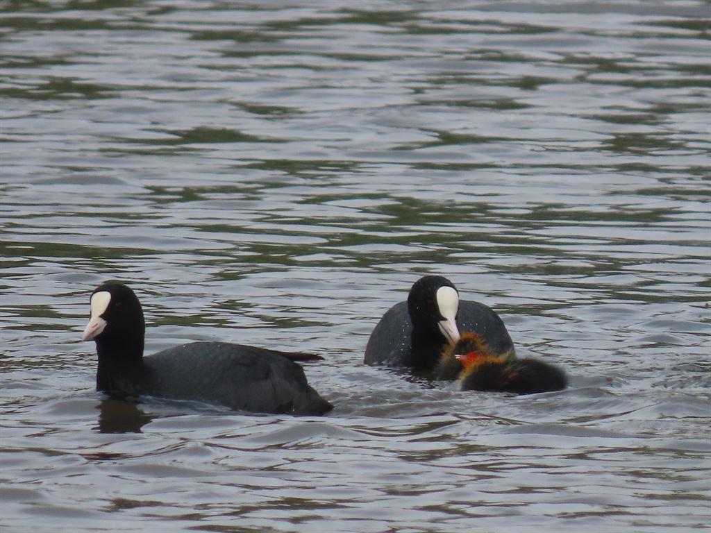 coots