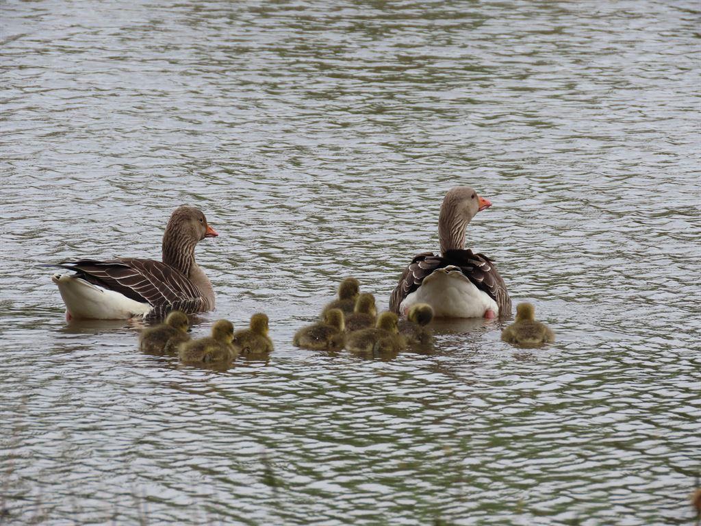 geese
