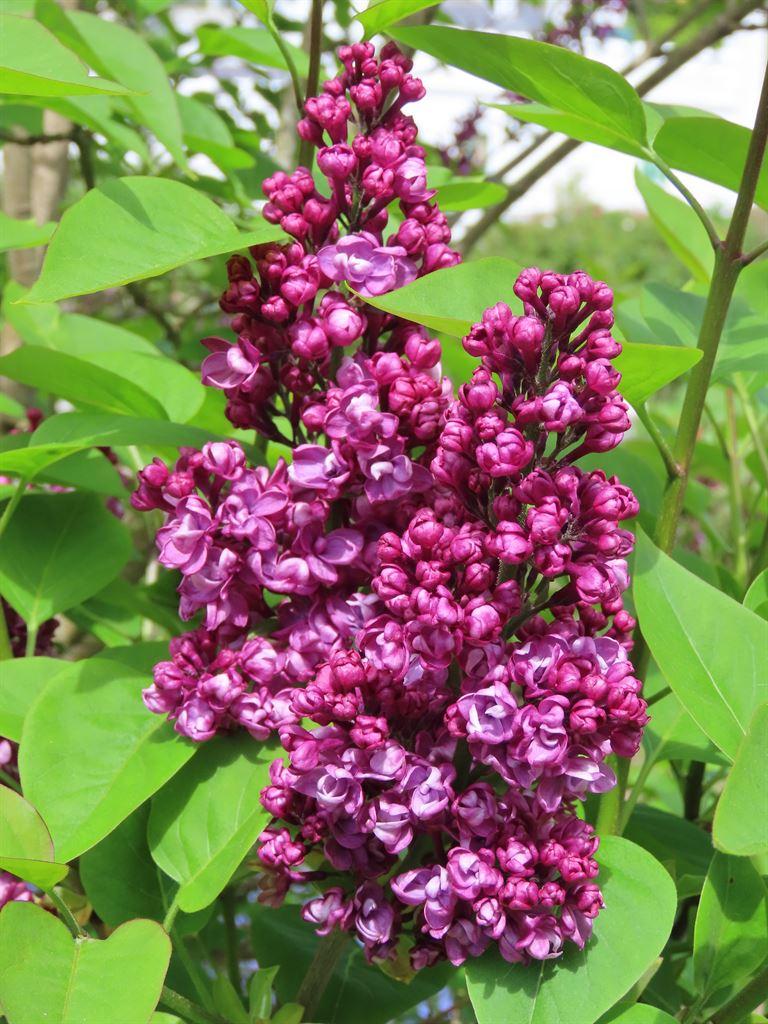lilac1