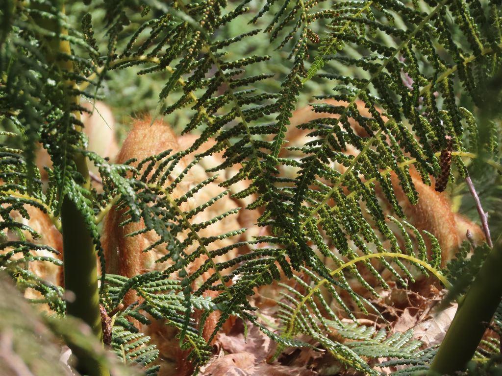 treefern2