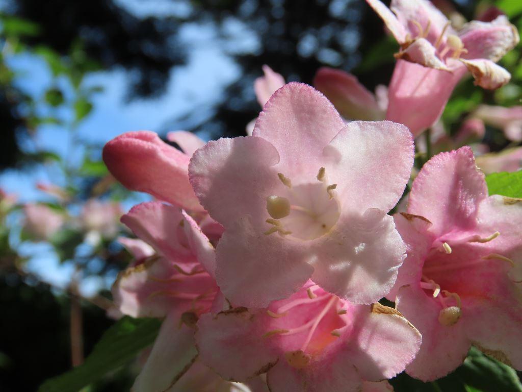 pink1
