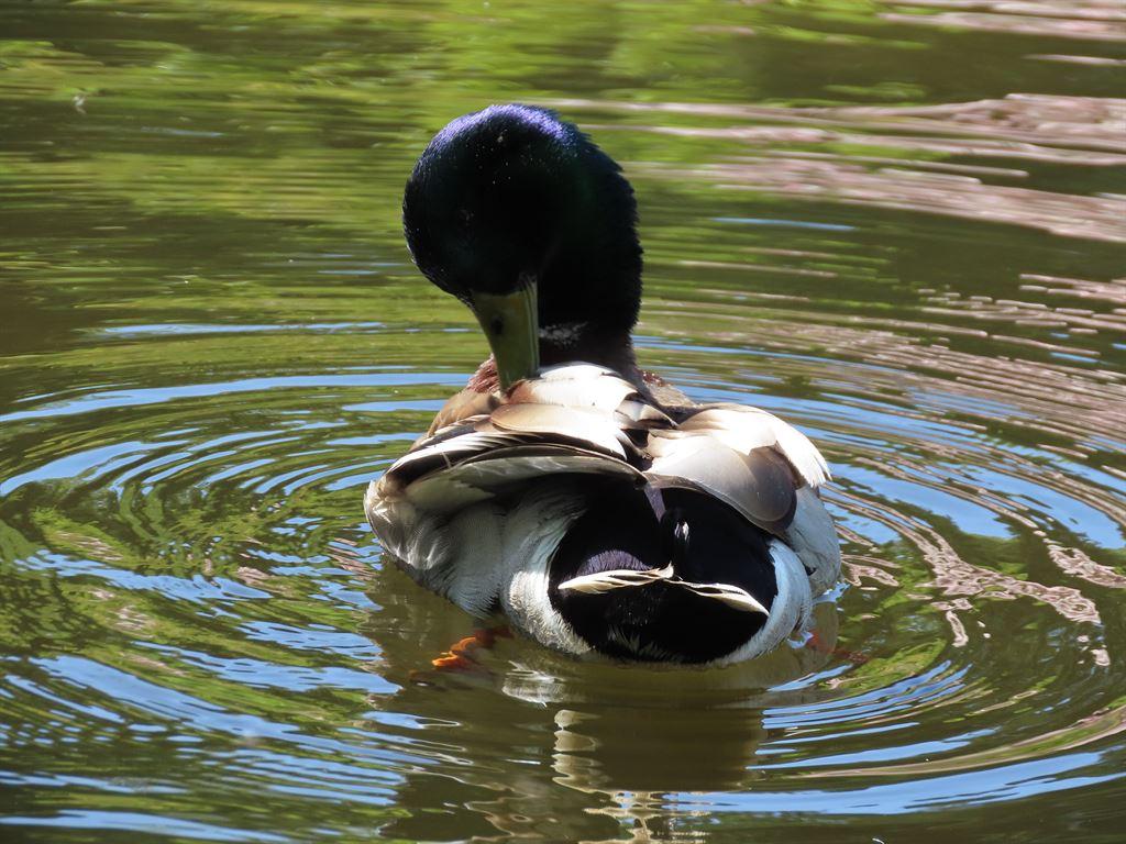 duck