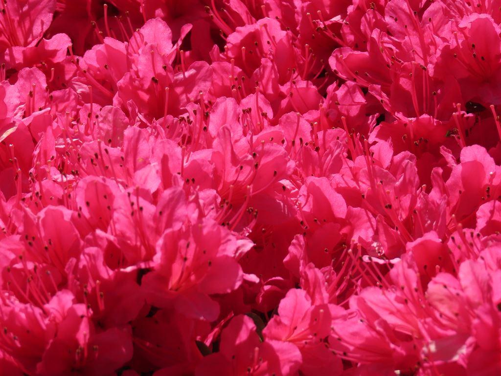 hotpink2