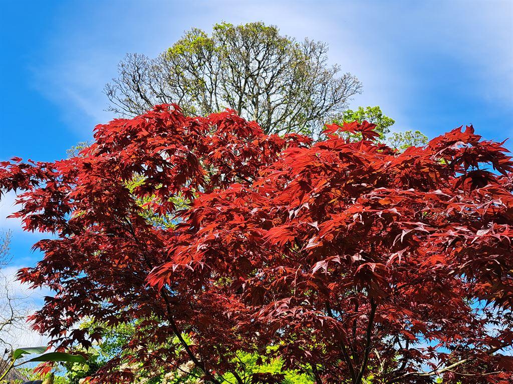 maple