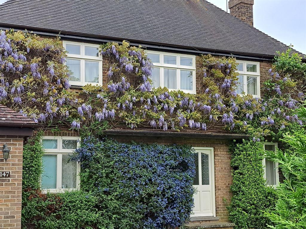 wisteria