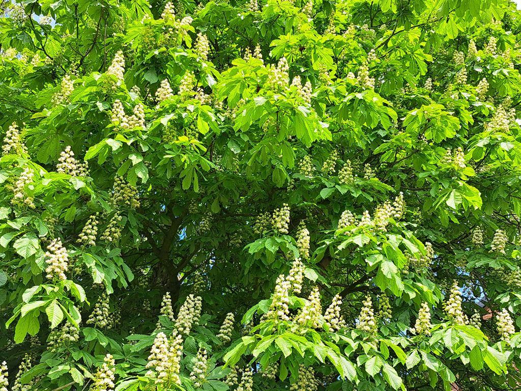horsechestnuts3