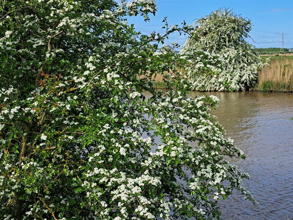hawthorn