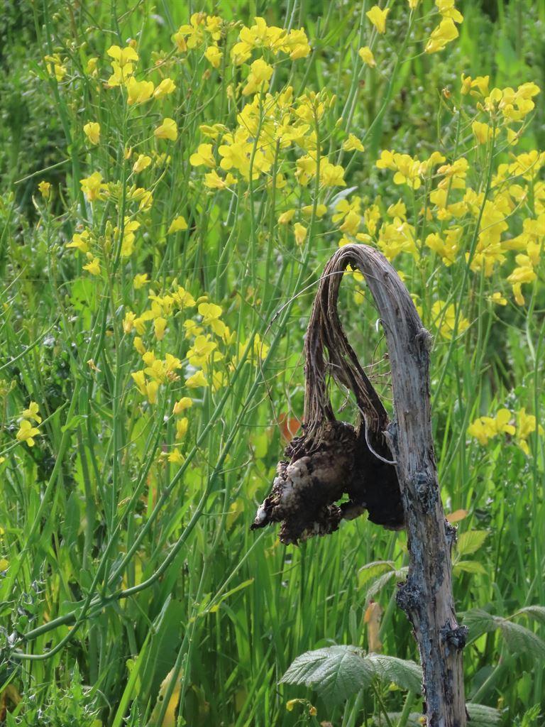 oldsunflower