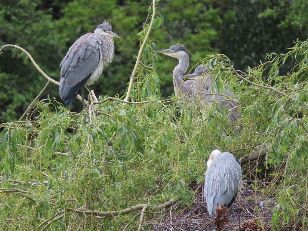 herons