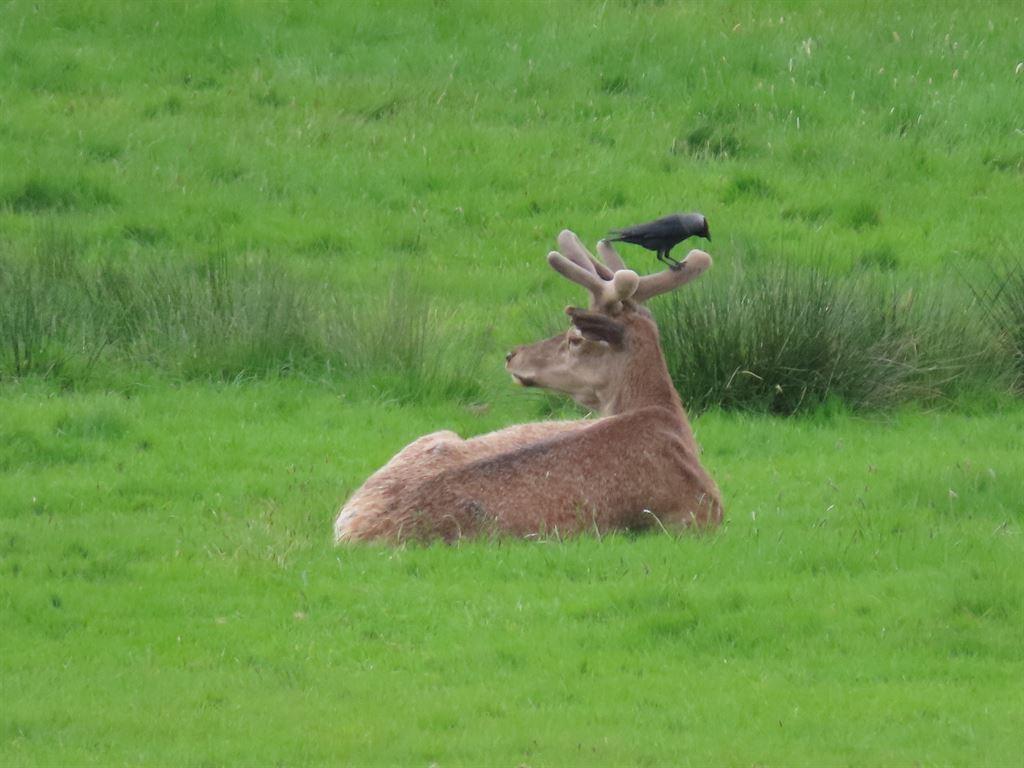 deer1