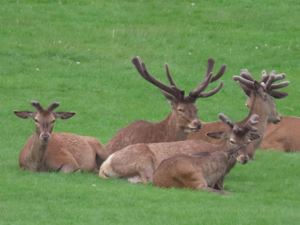 deer2