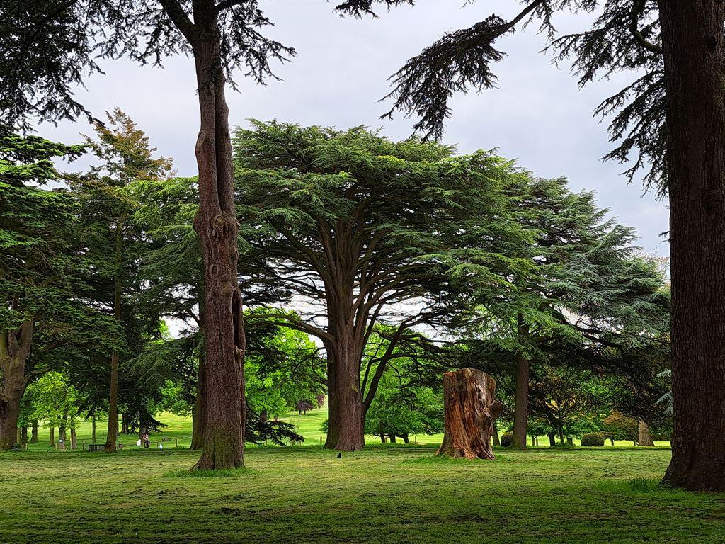 trees