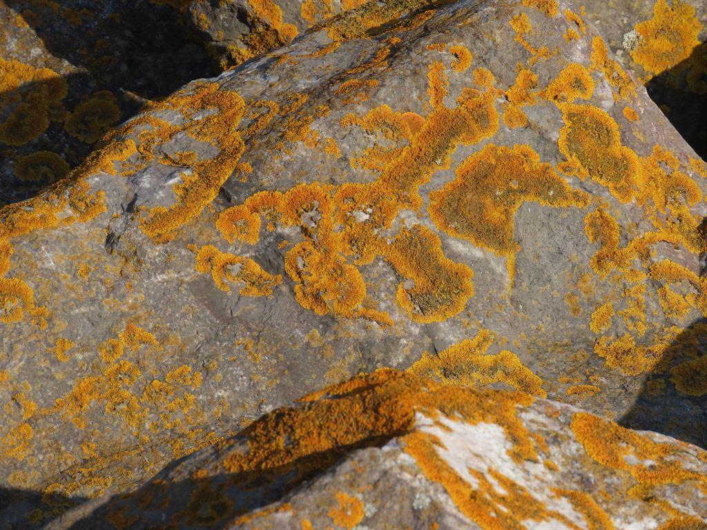 lichen