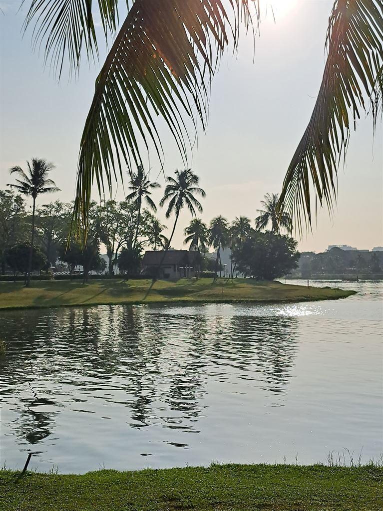 palms