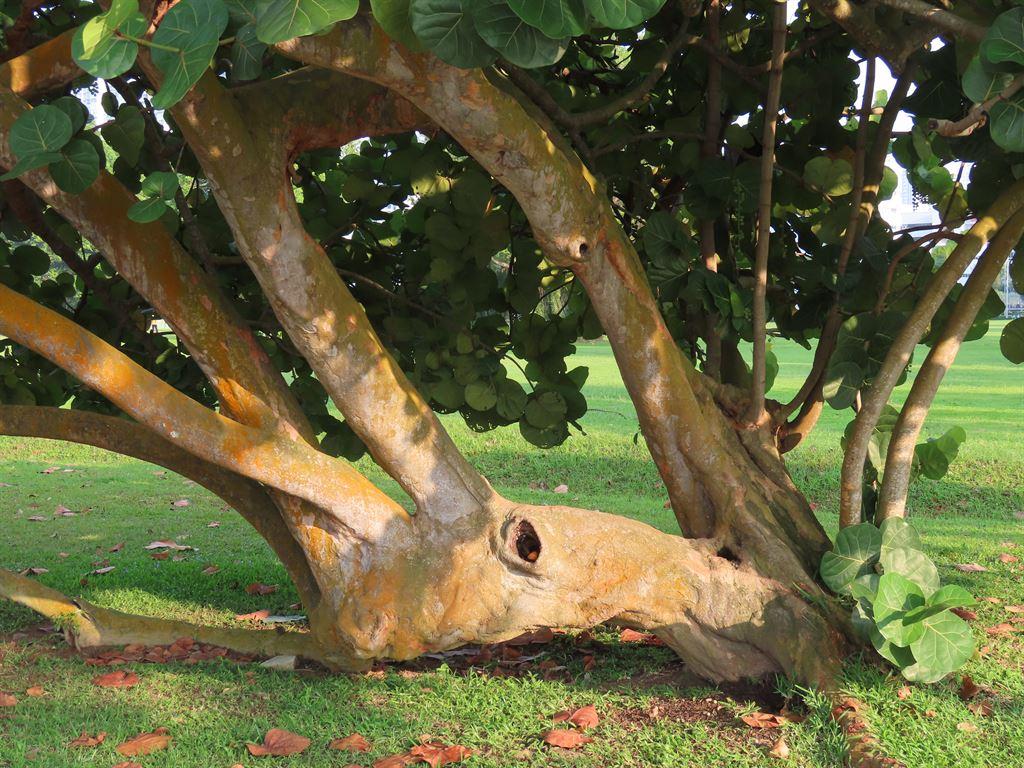 tree