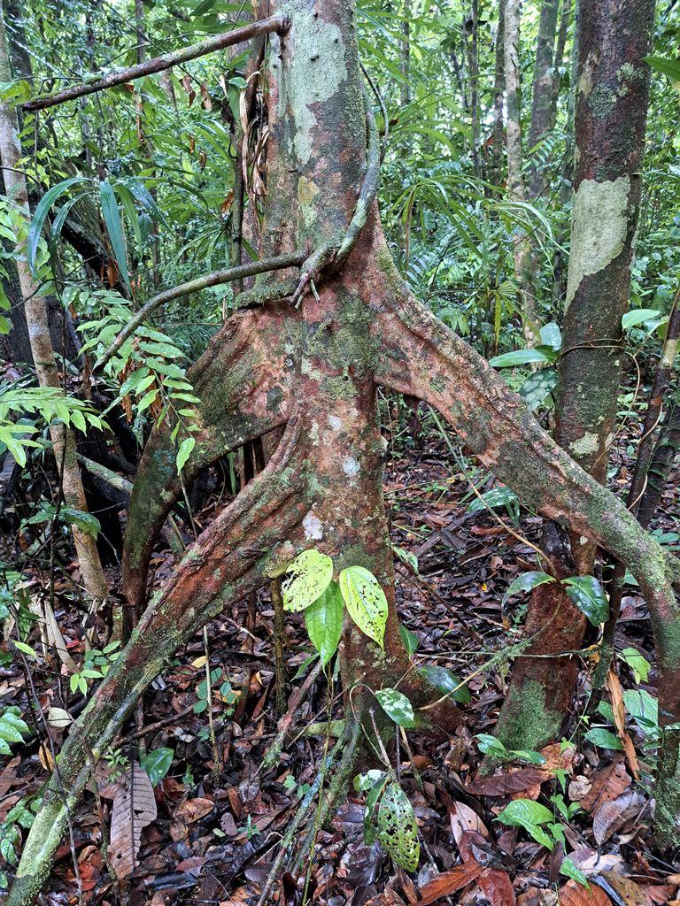 buttressroots