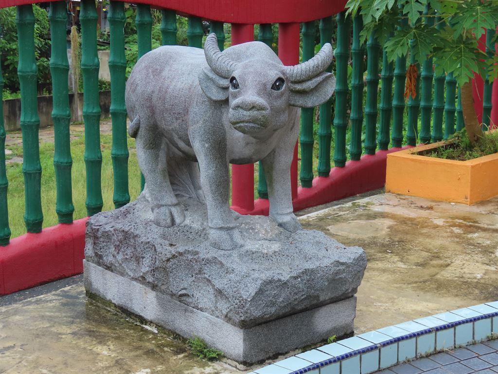 buffalo