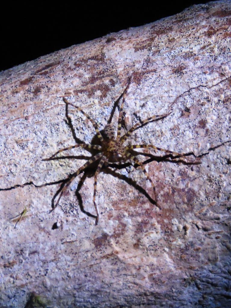 spider2
