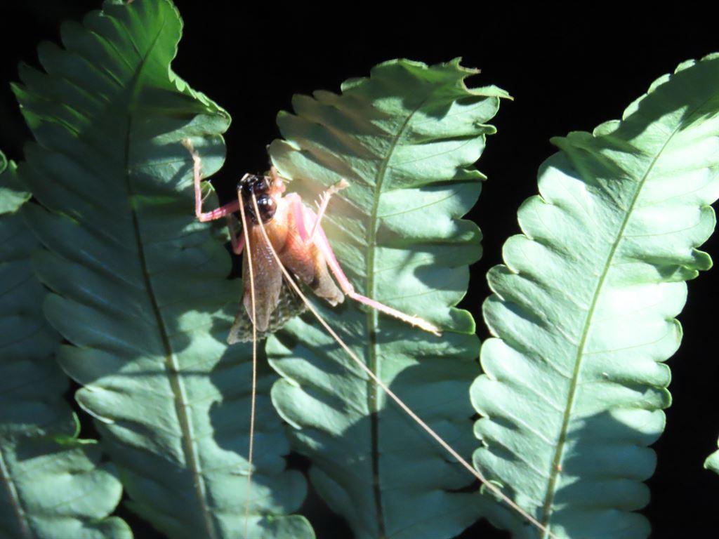 katydid
