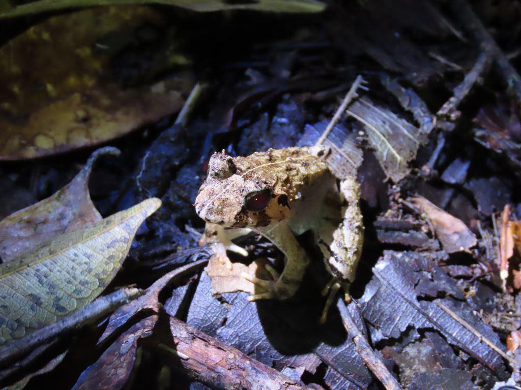 frog1