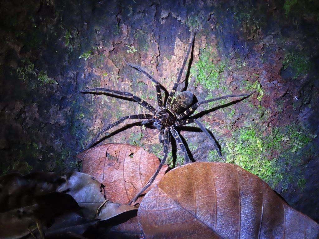 spider3