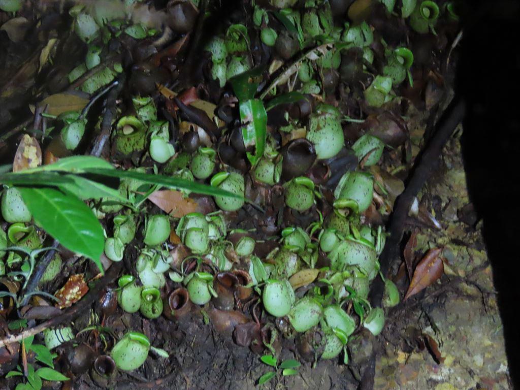 pitcherplants