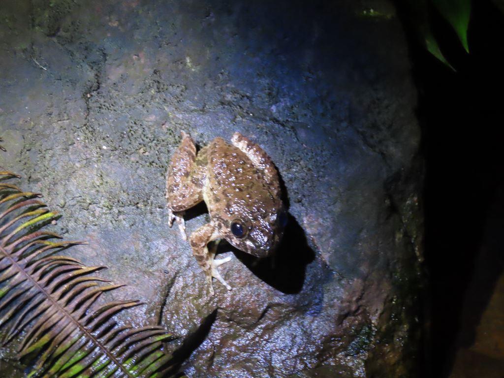 frog7