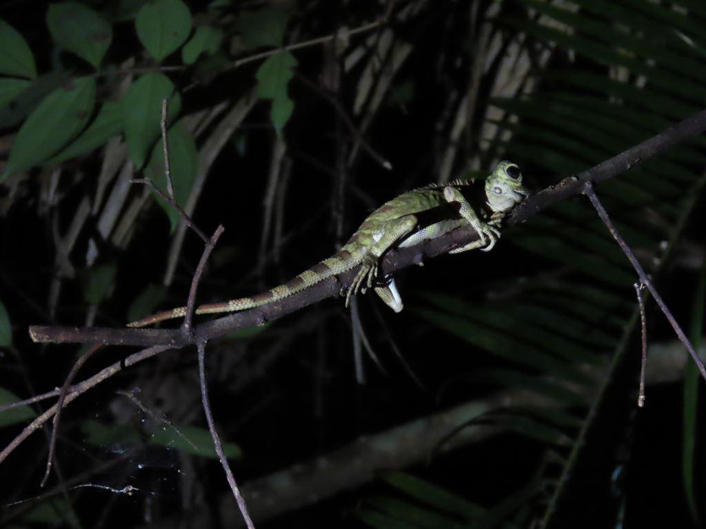 lizard