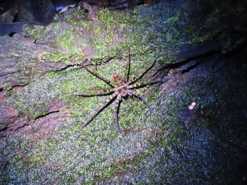 spider4