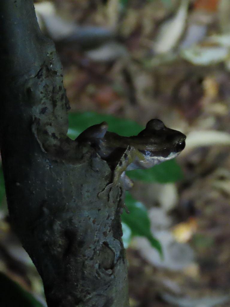 frog11