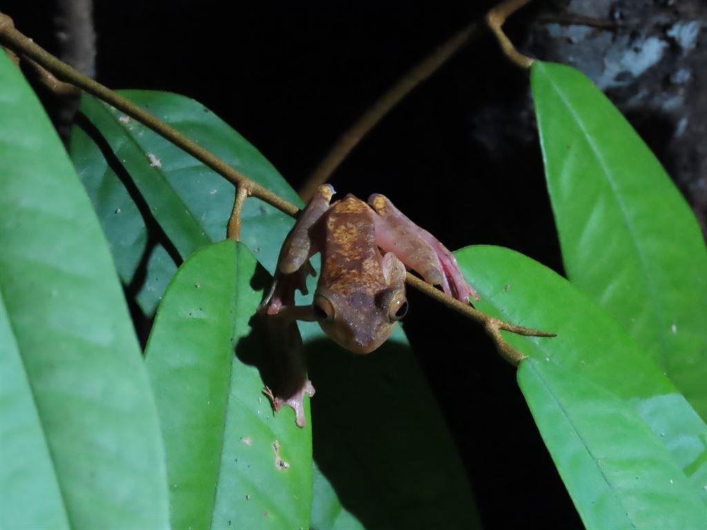 frog12