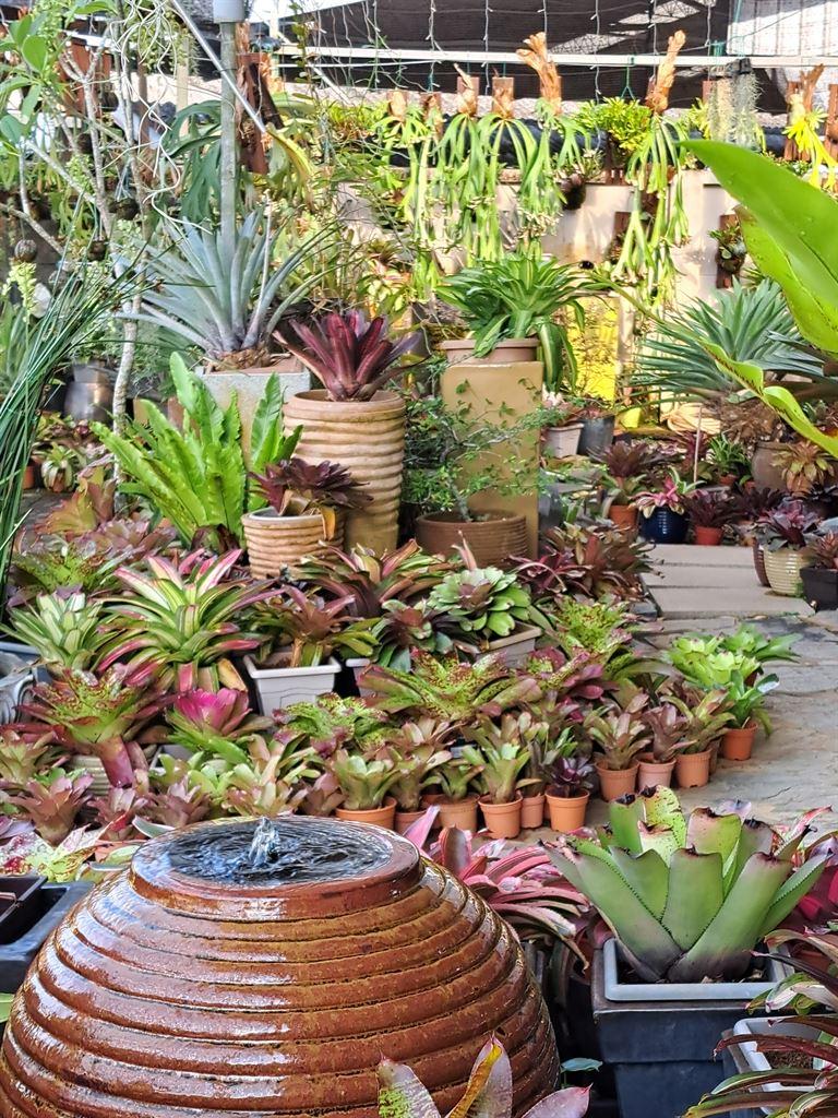plants1