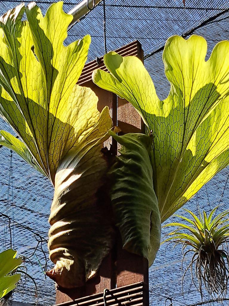 plants4