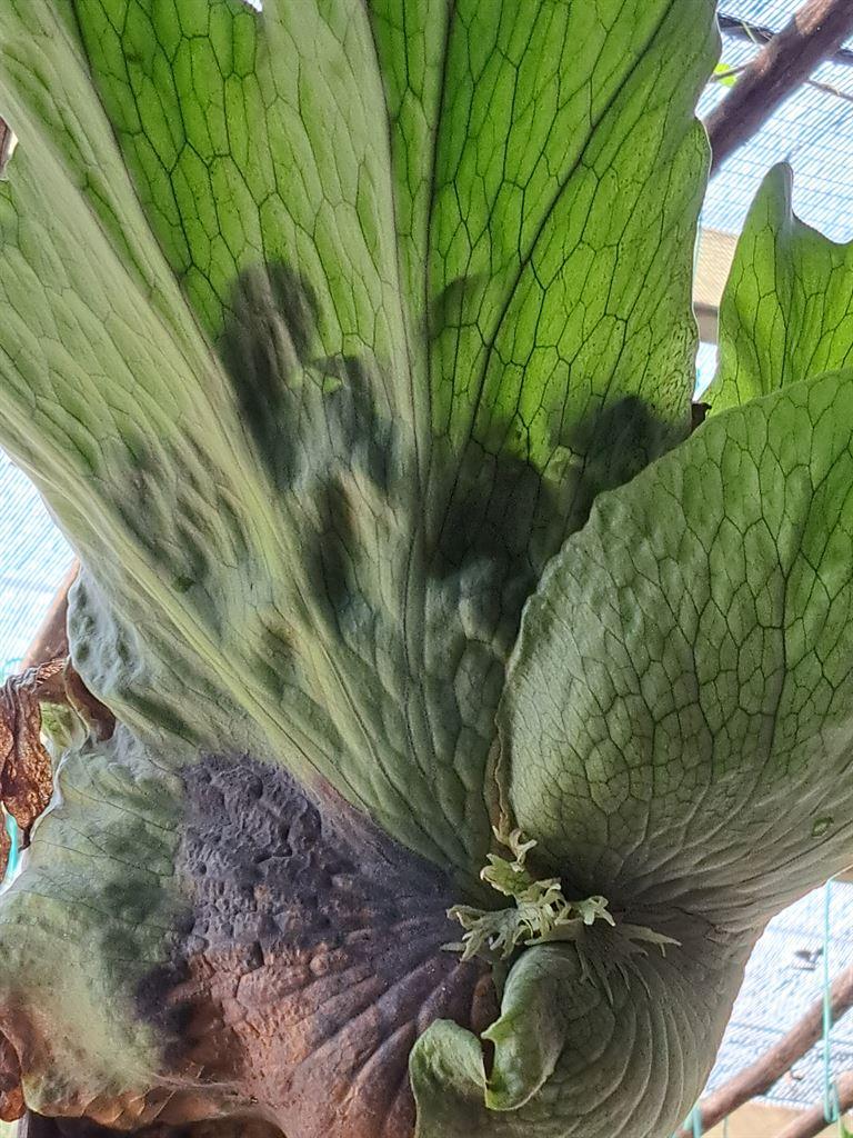 plants5
