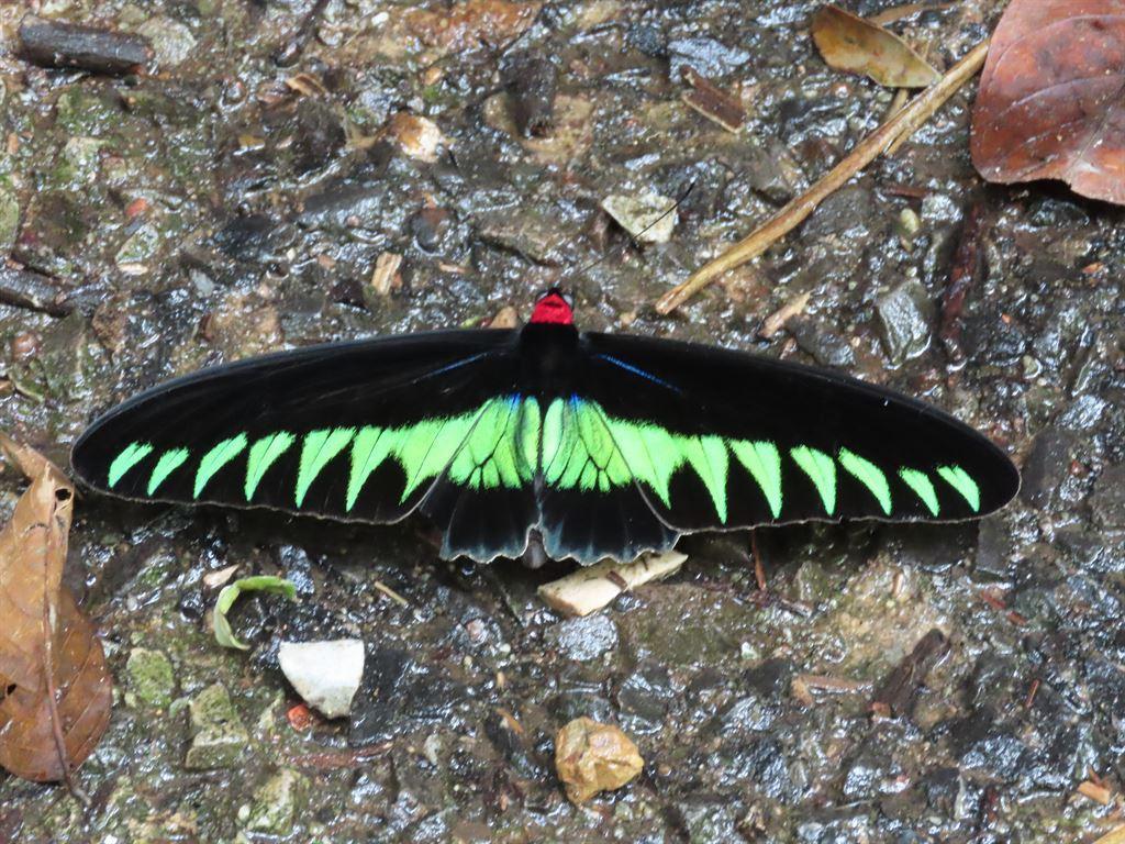 butterfly