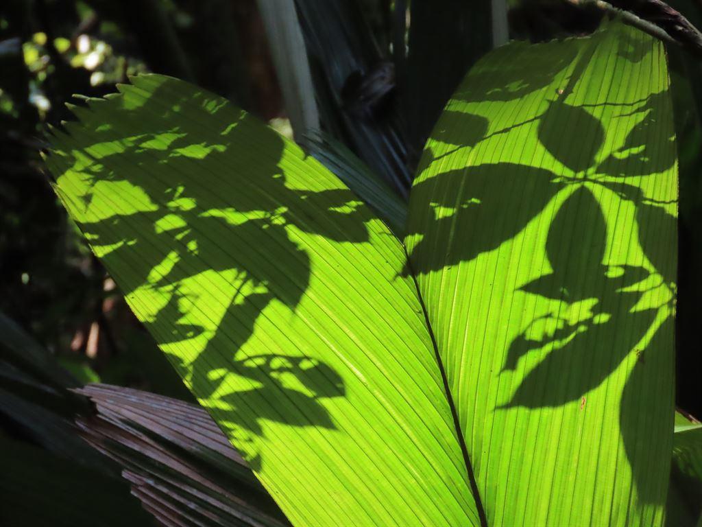 shadows