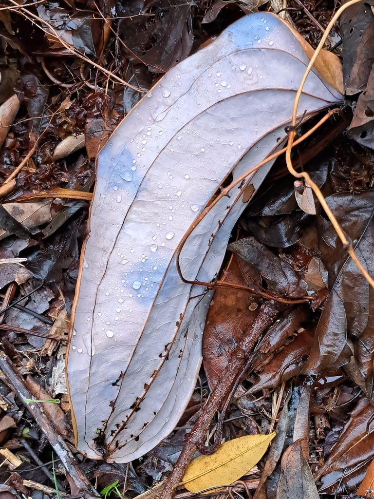 purpleleaf