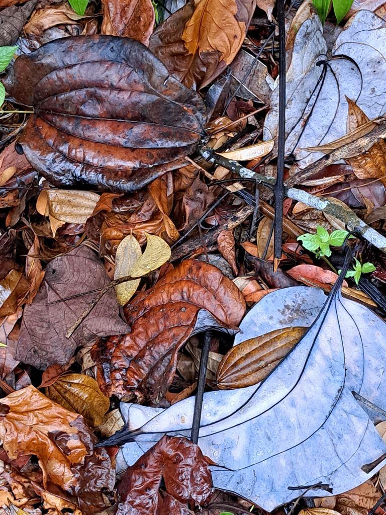 colouredleaves