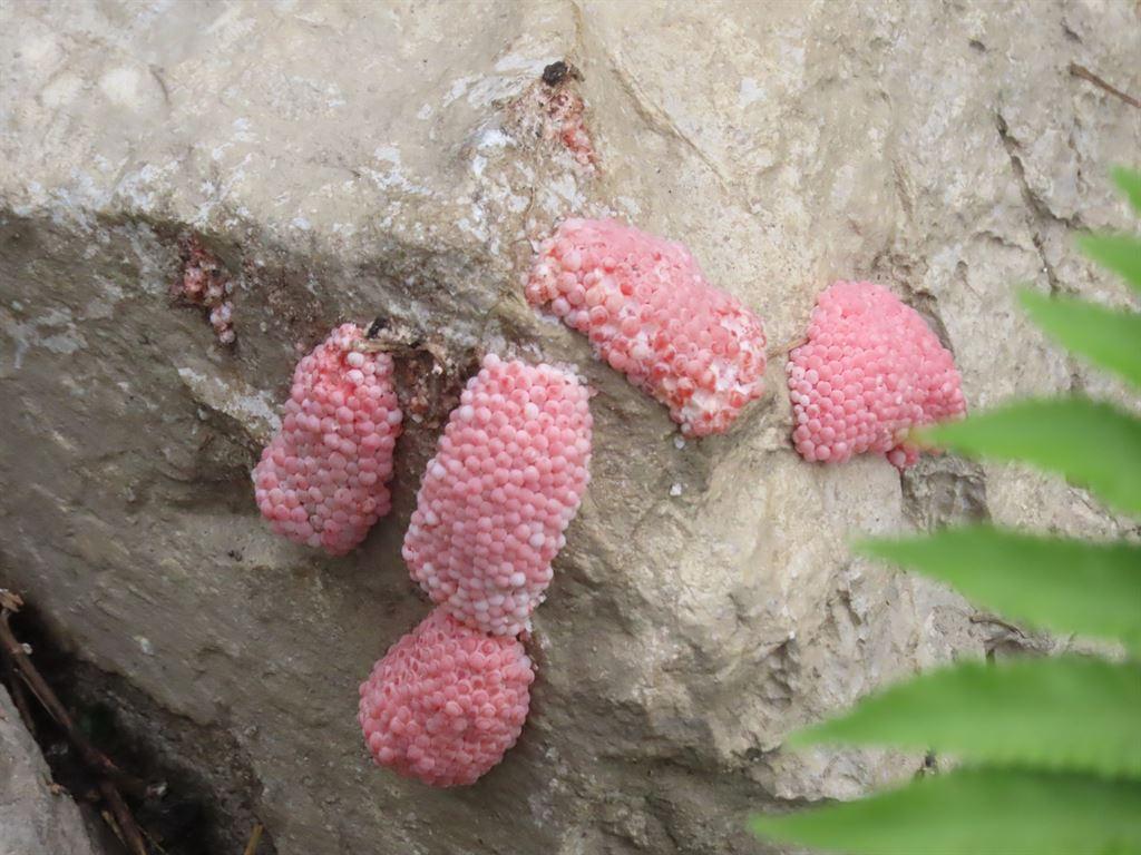 snaileggs