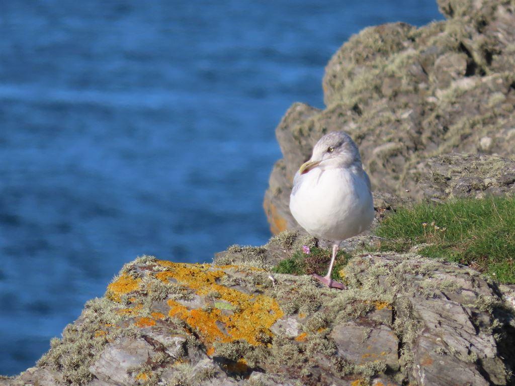 seagull