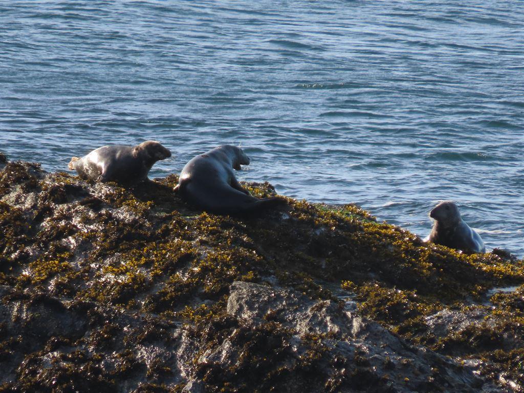 seal3